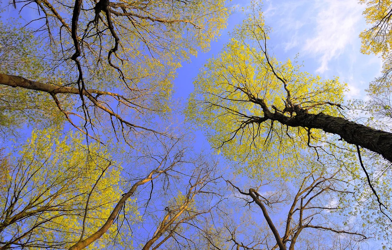 Photo wallpaper autumn, the sky, leaves, trees