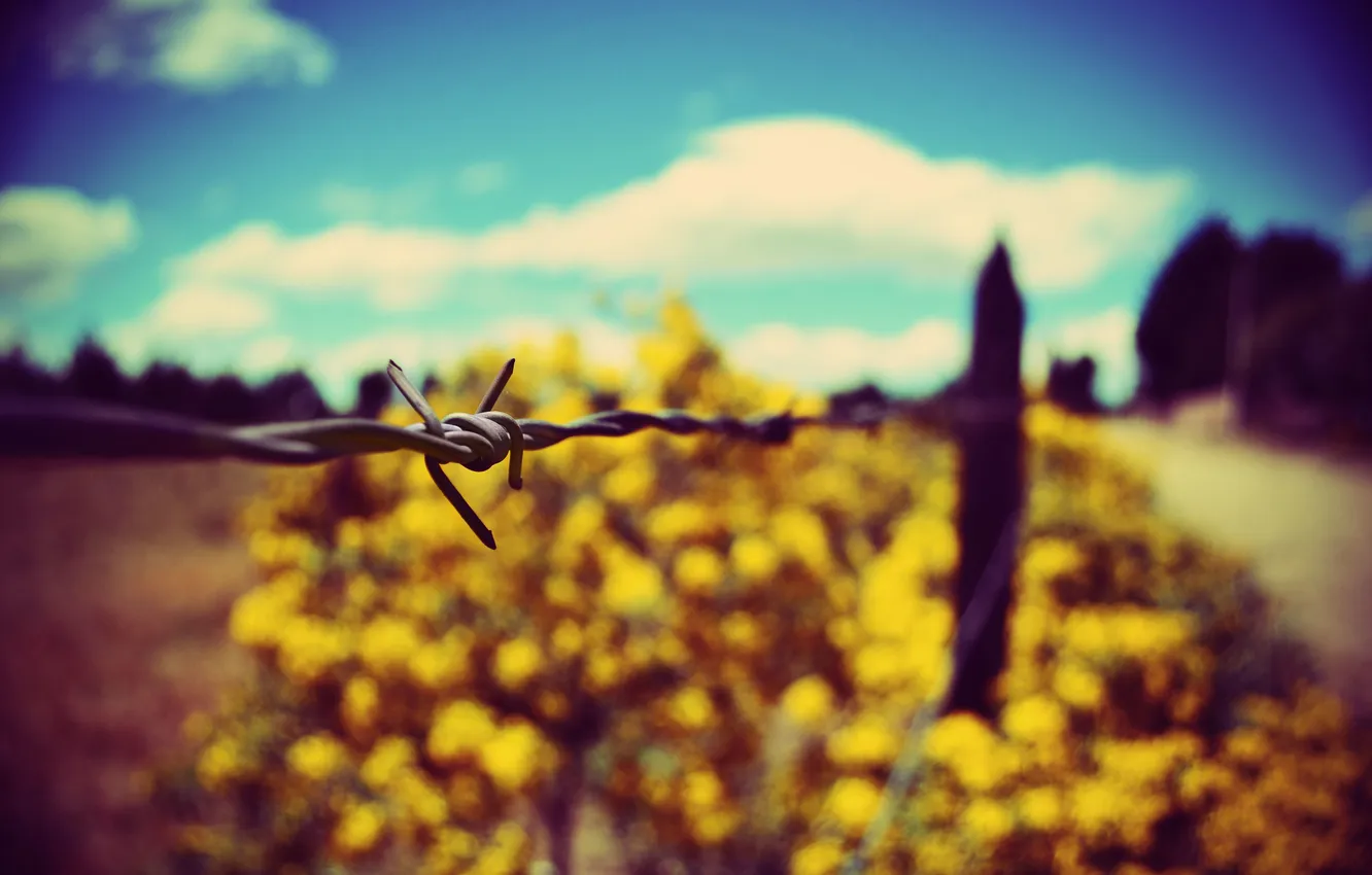 Photo wallpaper road, the sky, clouds, trees, flowers, the fence, yellow flowers