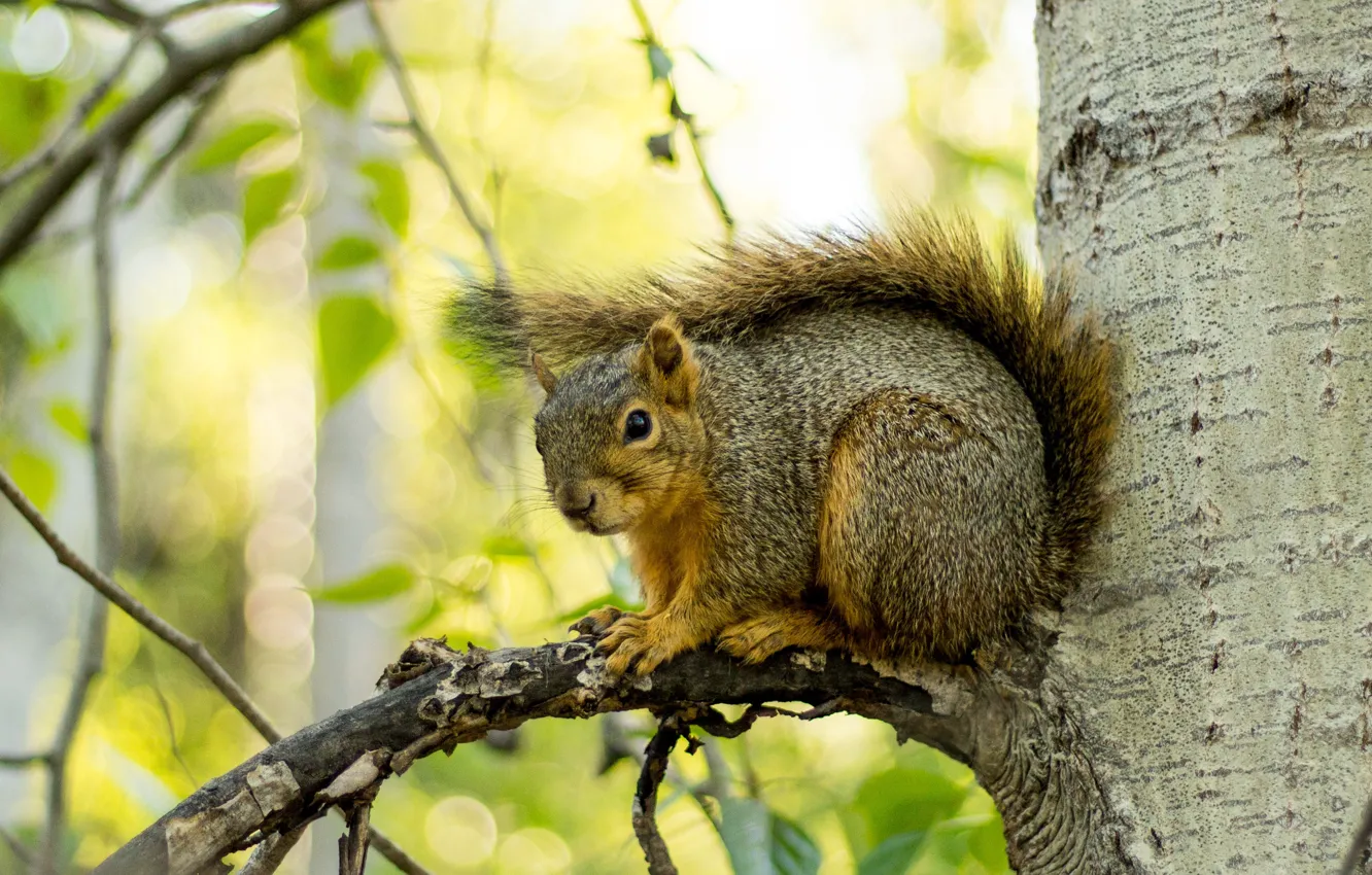 Photo wallpaper look, leaves, light, trees, branches, grey, protein, tail