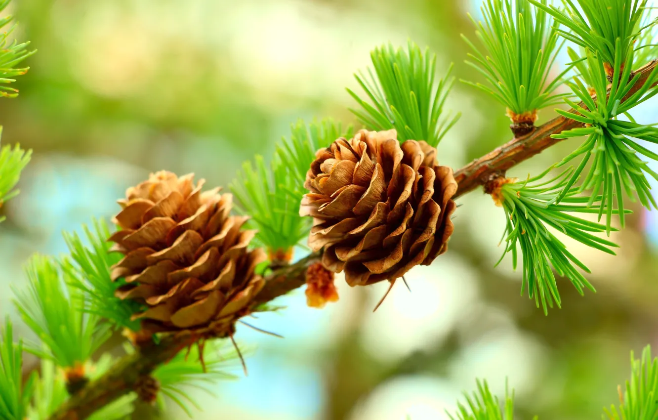 Photo wallpaper forest, tree, cones, pine
