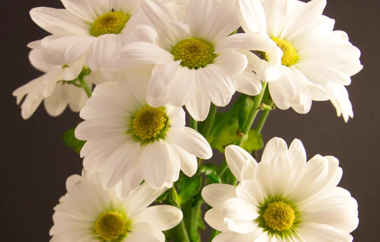 Photo wallpaper flowers, white, Flower, chrysanthemum, White, Chrysanths