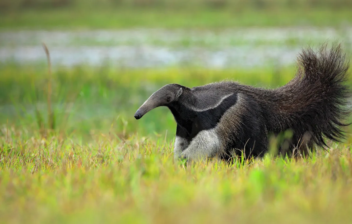Photo wallpaper nature, Brazil, edentates, giant anteater