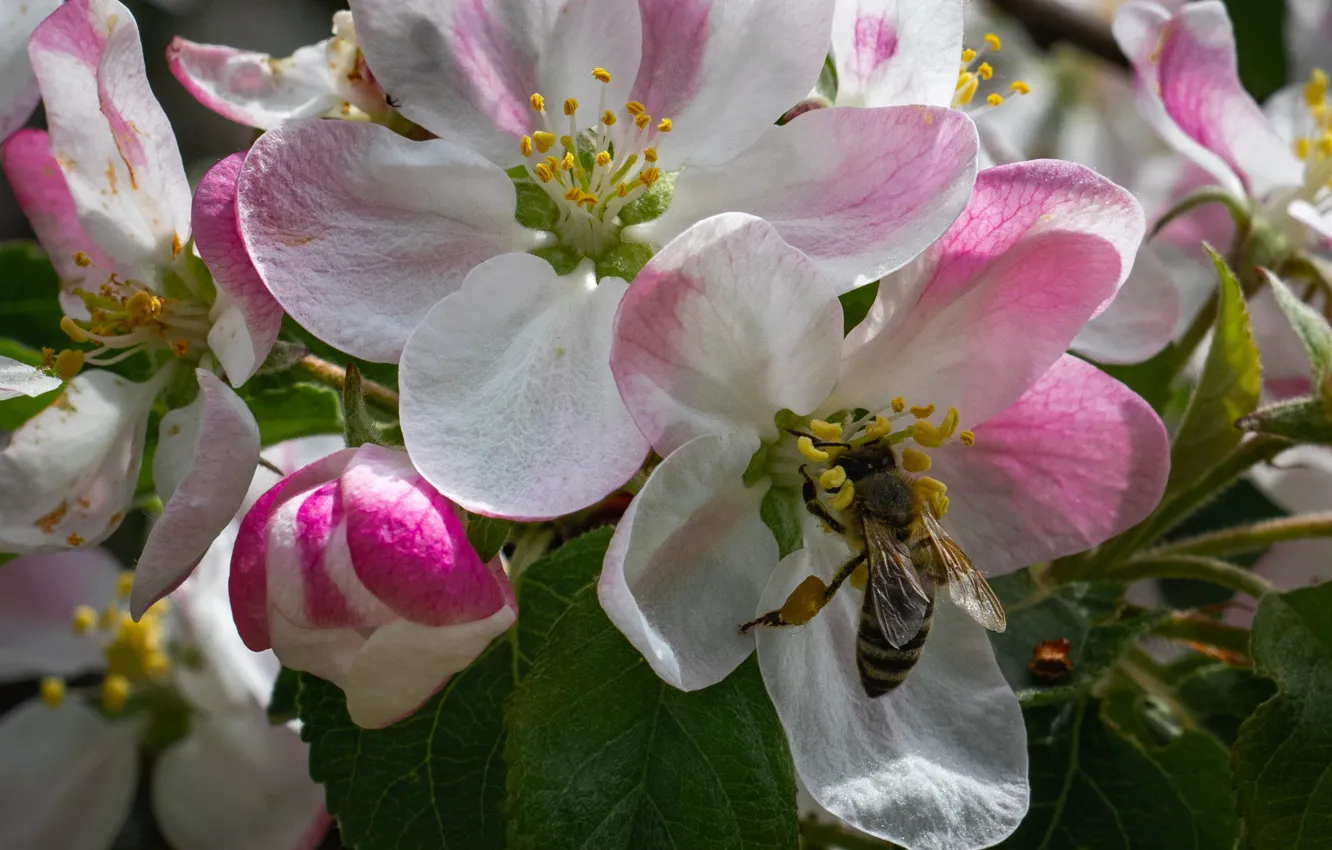 Photo wallpaper bee, spring, Apple blossoms