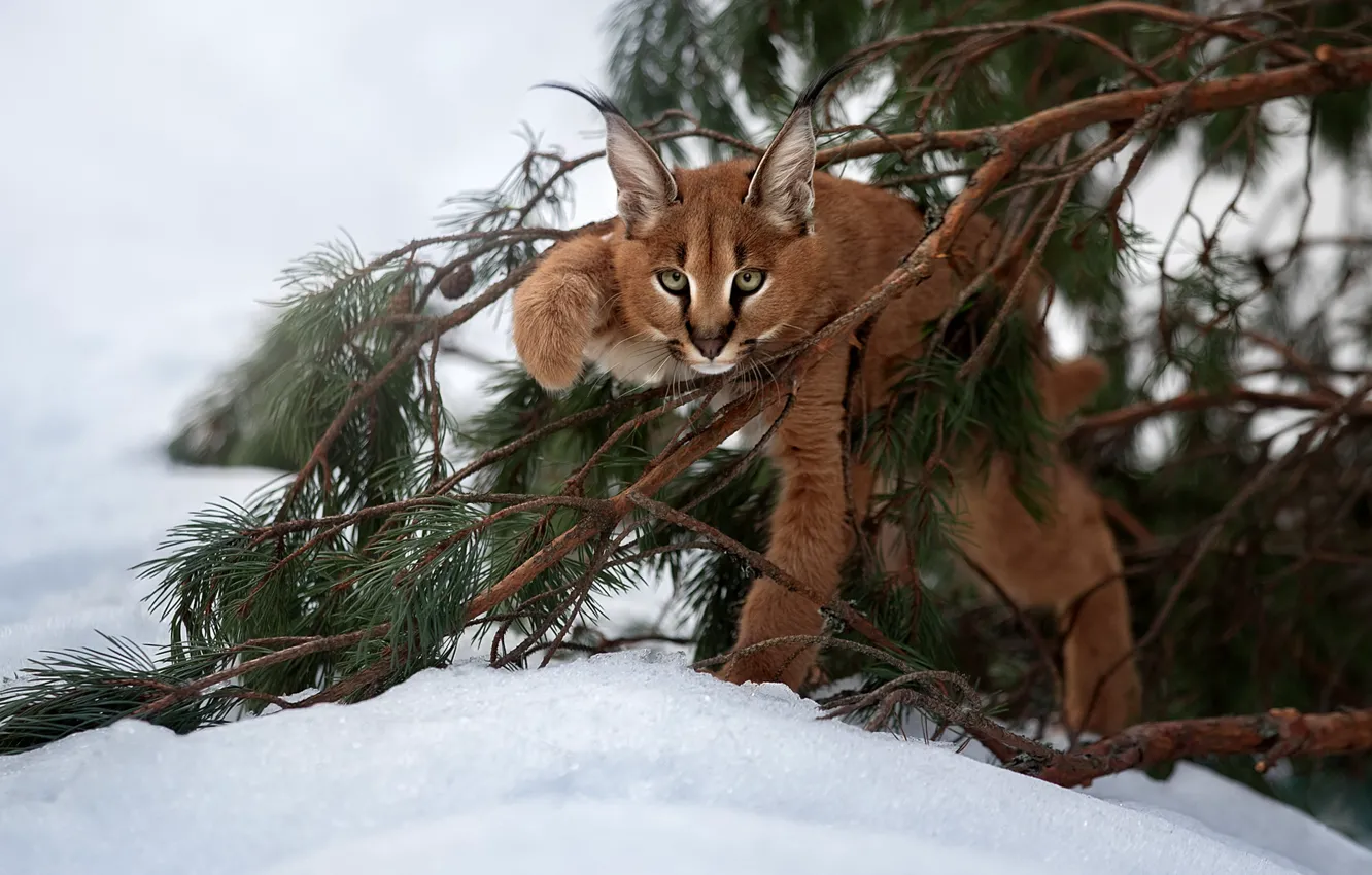 Photo wallpaper snow, branches, cub, kitty, lynx, wild cat, Caracal