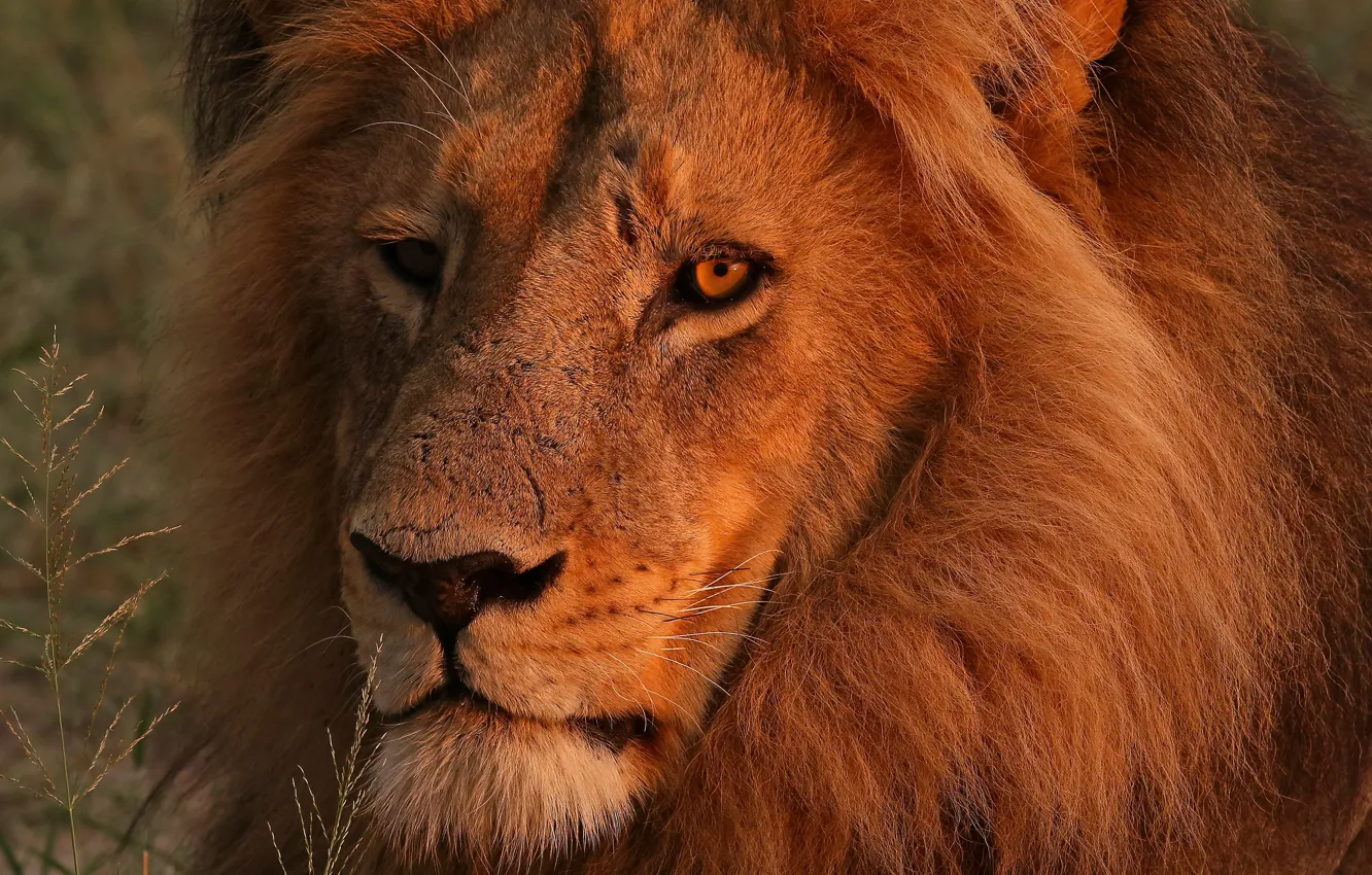 Photo wallpaper eyes, look, face, close-up, portrait, Leo, mane