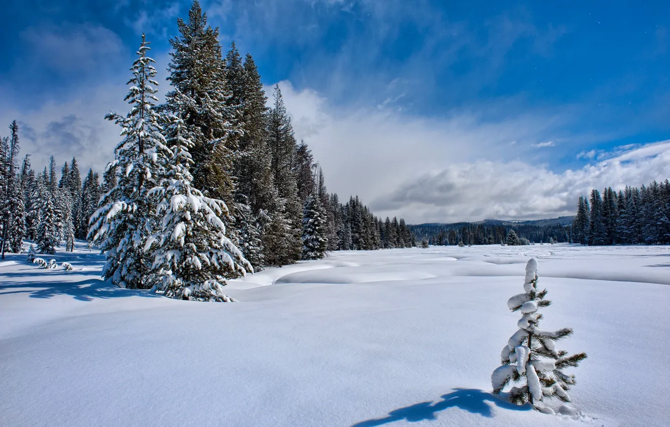 Photo wallpaper winter, forest, the sky, snow, herringbone
