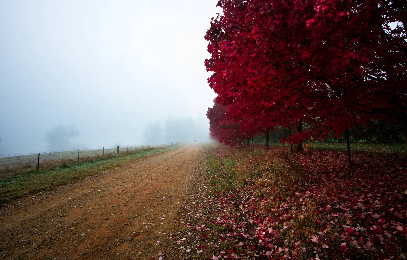 Photo wallpaper road, field, autumn, leaves, trees, fog, the crimson
