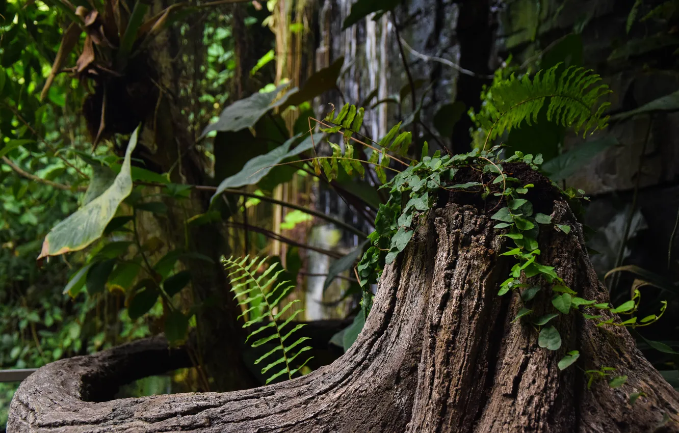 Photo wallpaper forest, trees, nature, tropics, plant, jungle, forest, fern