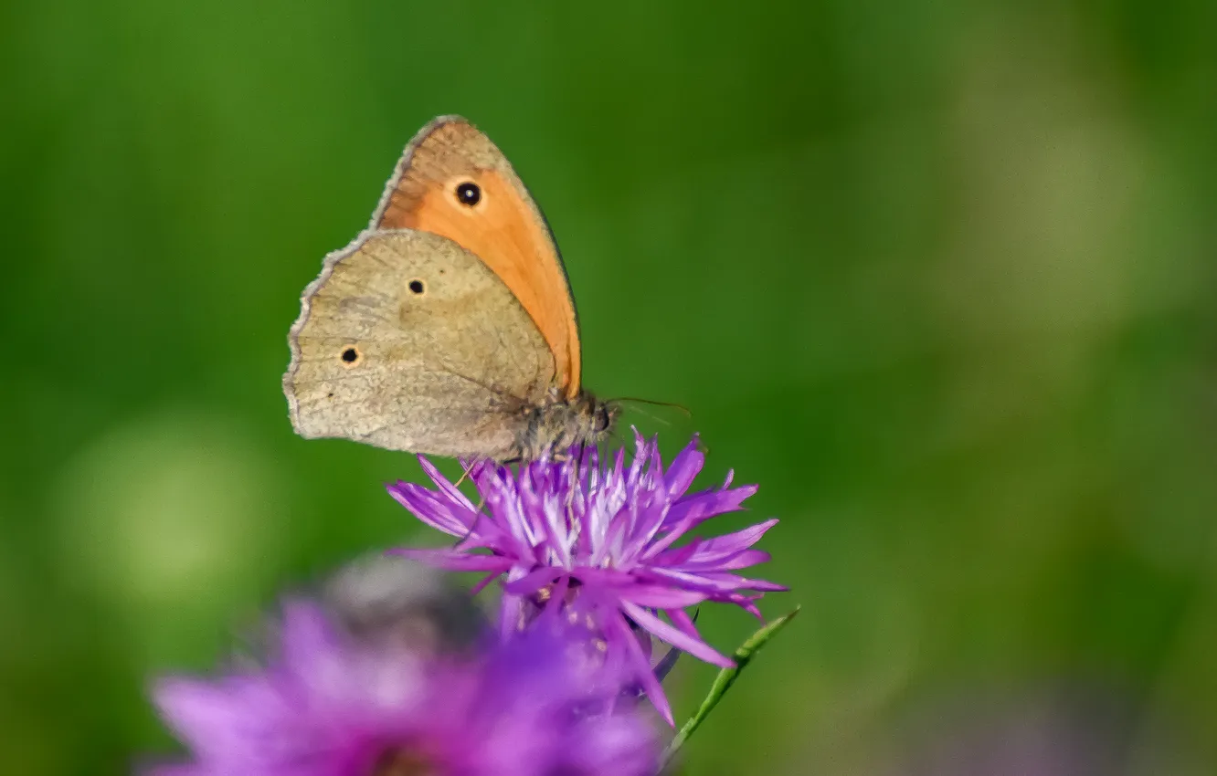 Photo wallpaper summer, macro, flowers, nature, butterfly, ox-eye