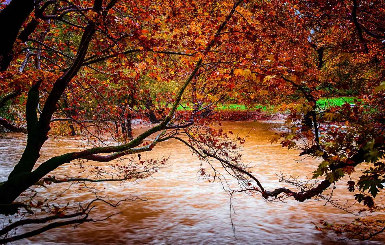 Photo wallpaper autumn, leaves, trees, yellow, nature