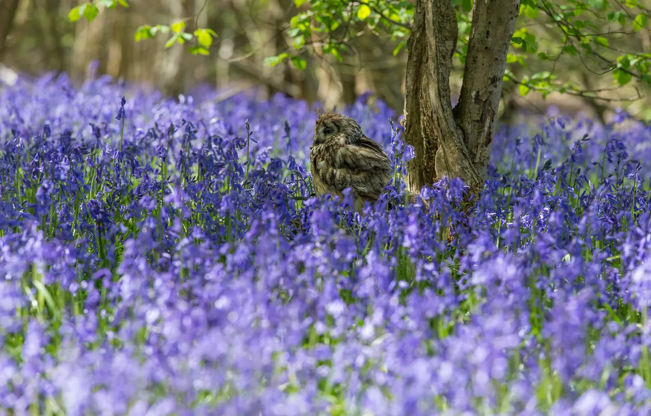 Photo wallpaper light, trees, flowers, branches, owl, bird, glade, spring