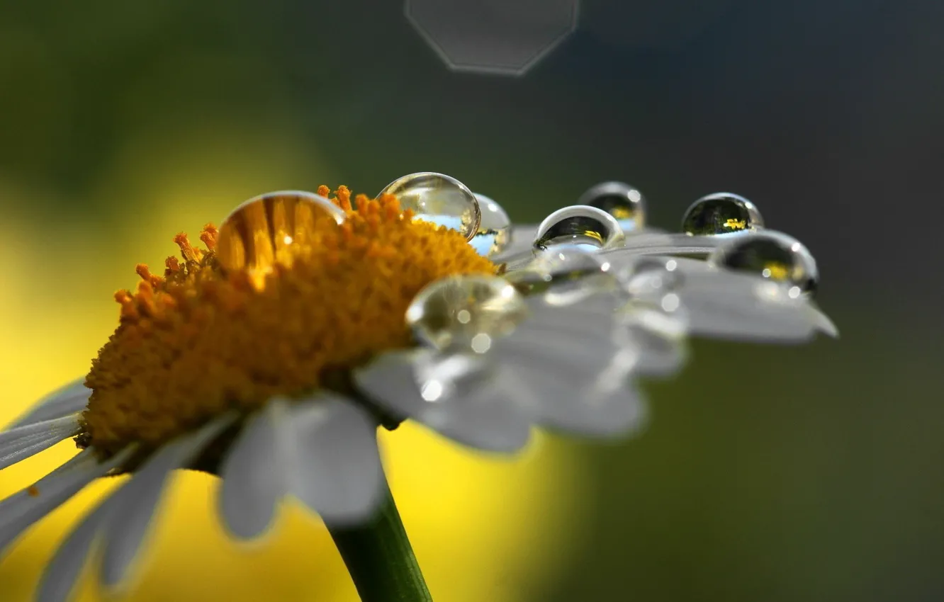Photo wallpaper macro, Rosa, chamomile, water drops