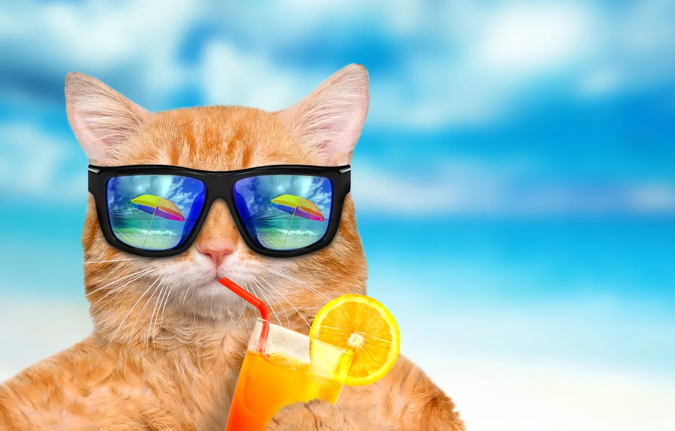 Photo wallpaper sea, cat, reflection, blue, background, orange, humor, umbrella