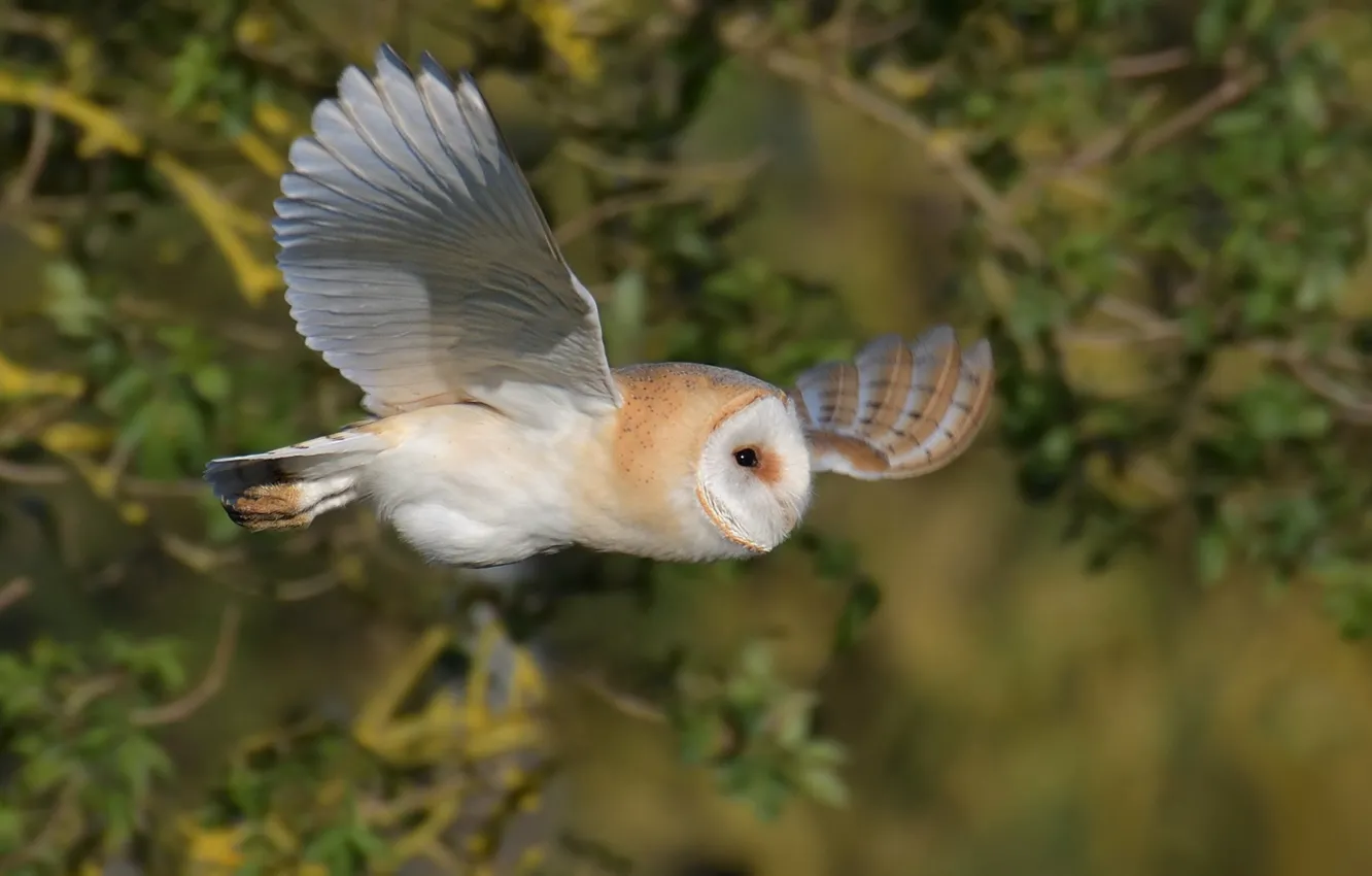 Photo wallpaper owl, bird, wings, flight, bokeh, the barn owl