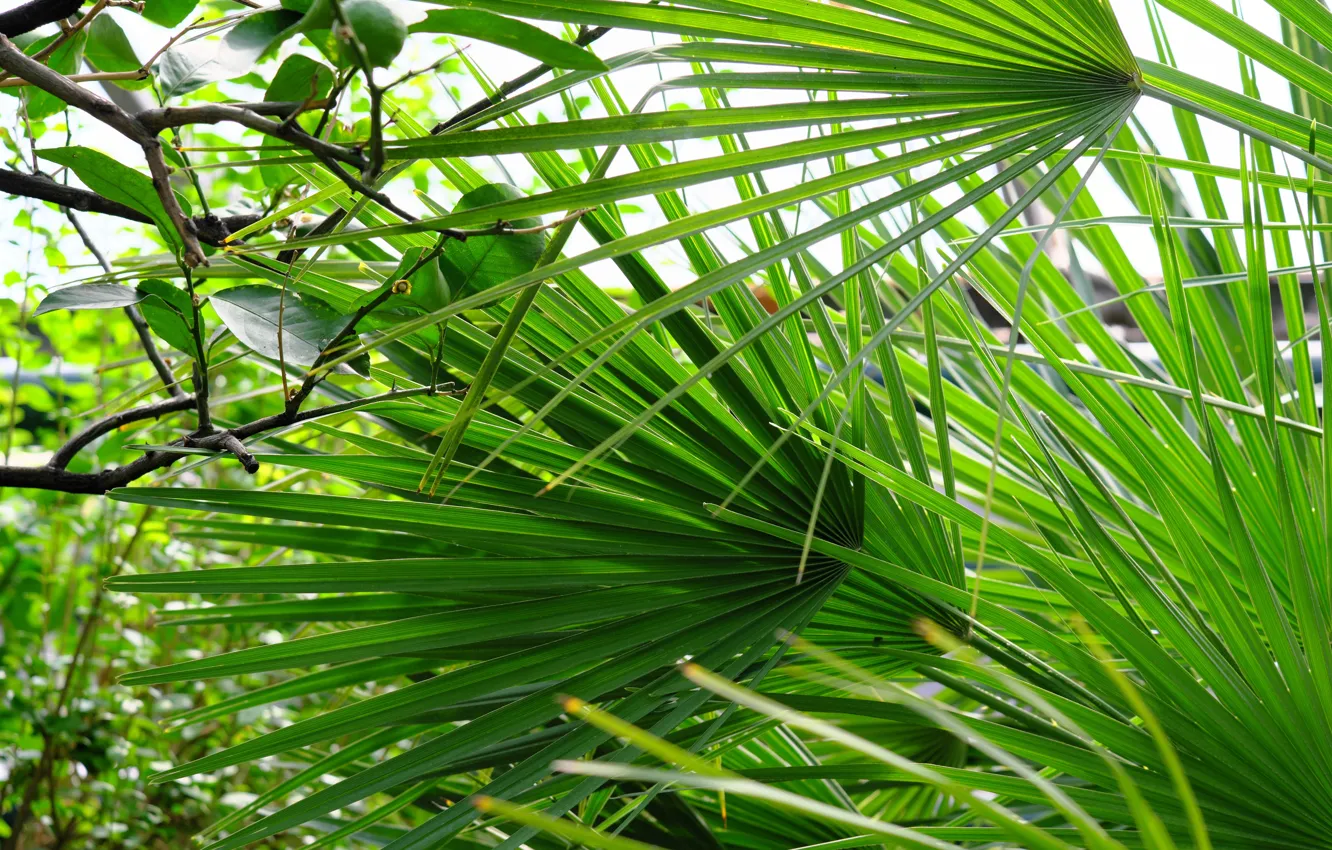 Photo wallpaper nature, green, plant