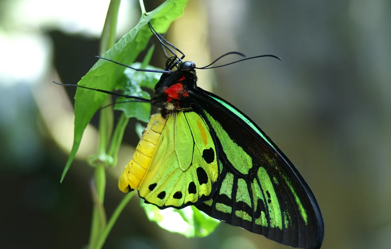 Photo wallpaper macro, butterfly, plant