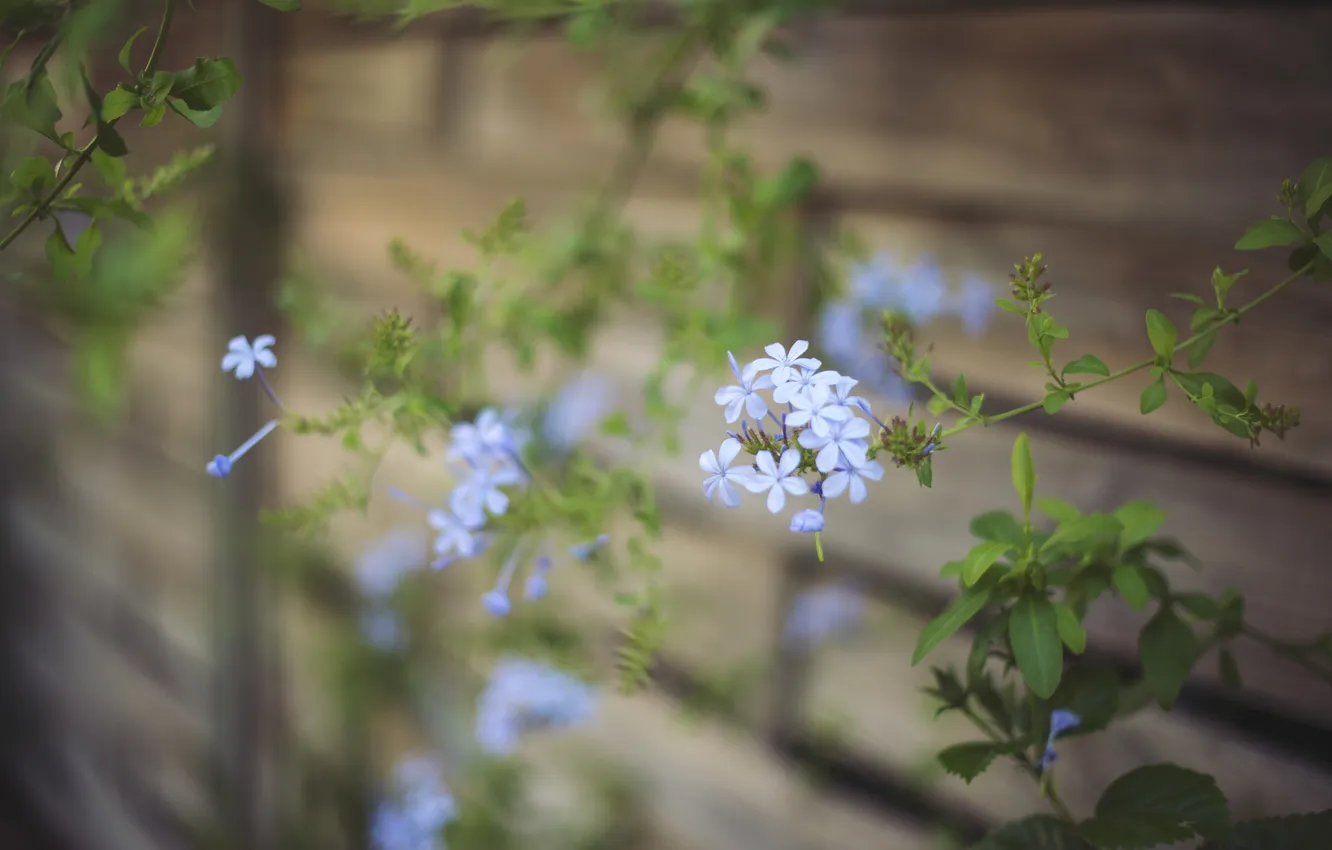 Photo wallpaper flower, petals, blue