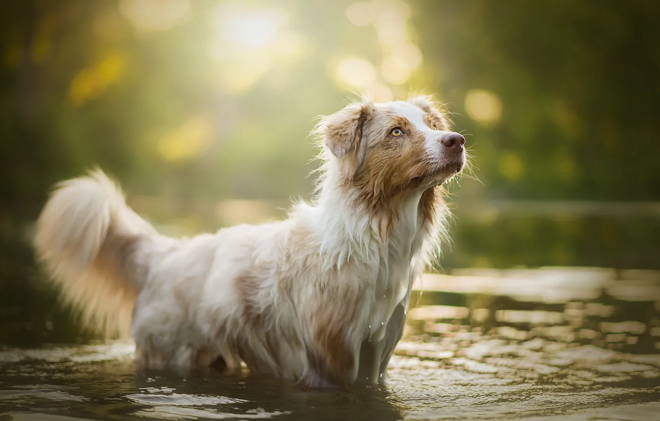 Photo wallpaper water, glare, dog, bokeh, Ellie