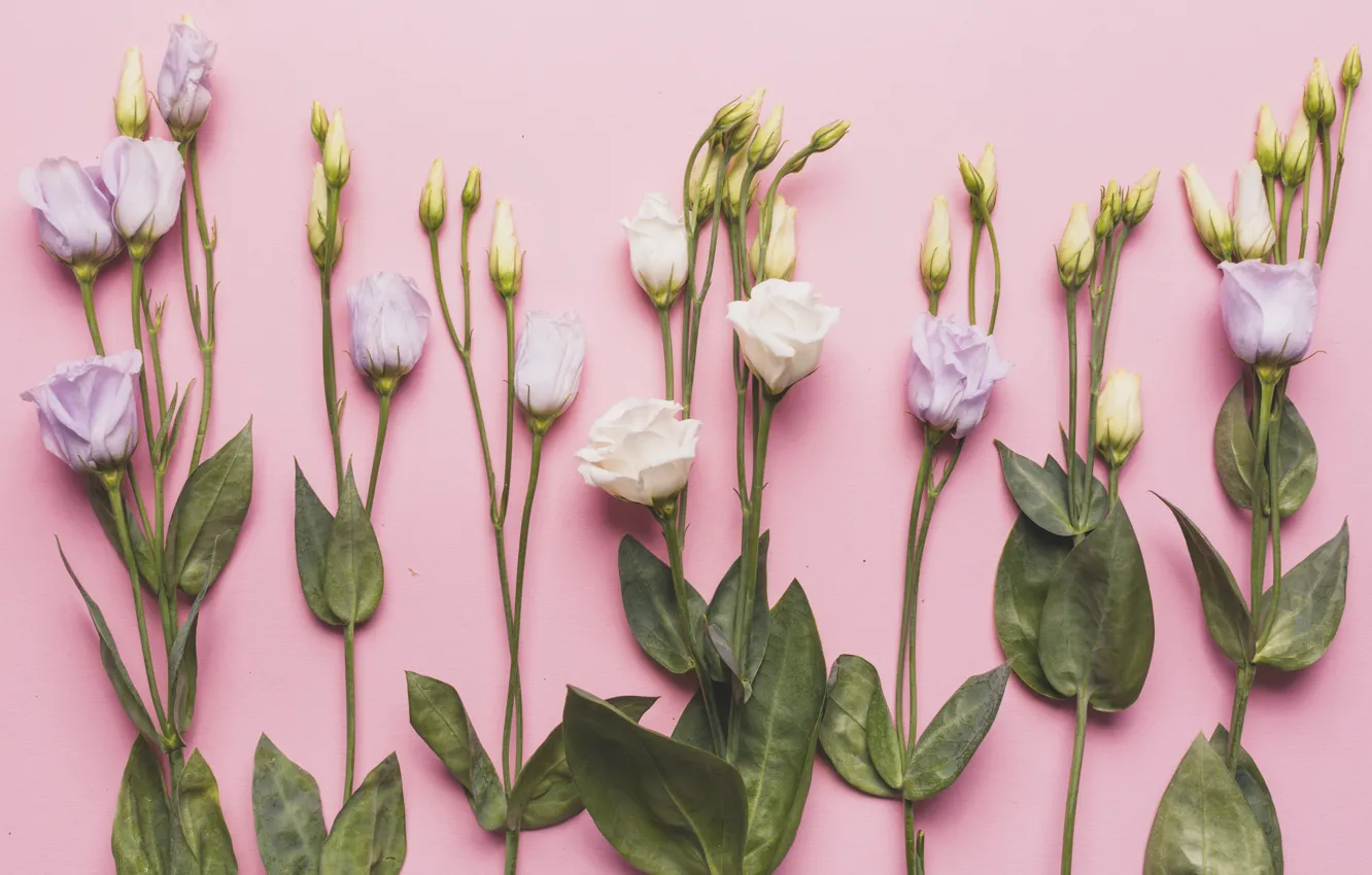 Photo wallpaper flowers, background, eustoma