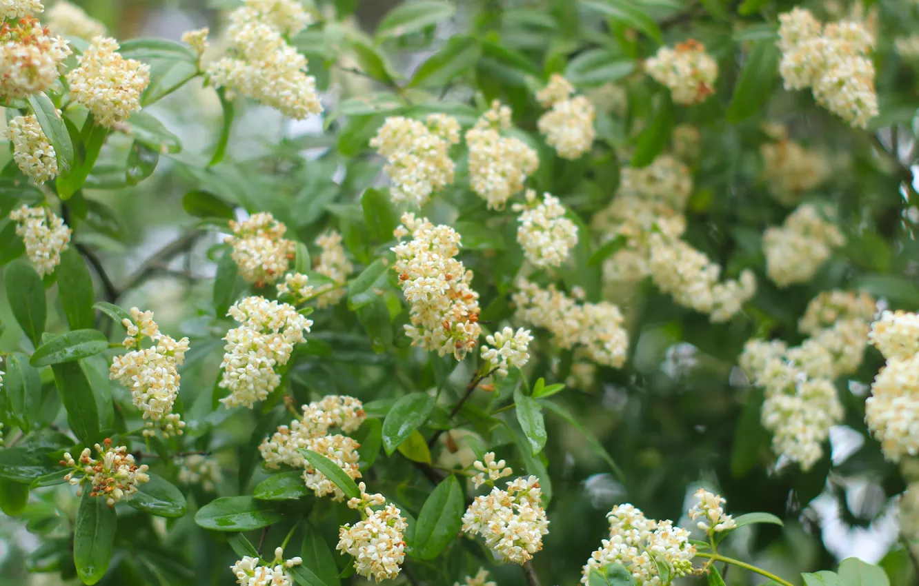 Photo wallpaper white, flower, garden, blooming