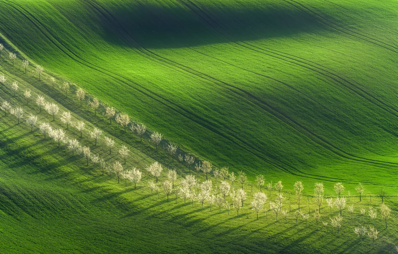 Photo wallpaper green, trees, field