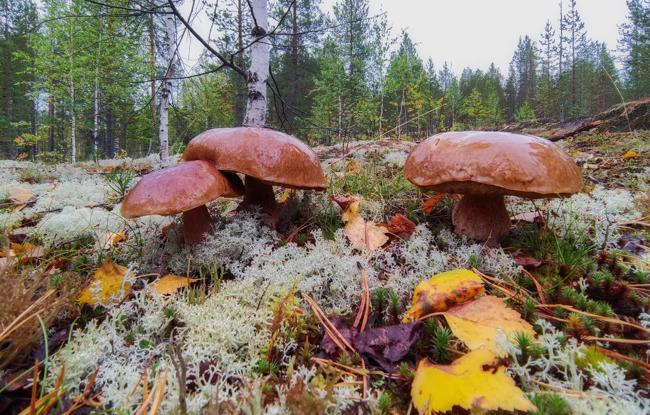 Photo wallpaper autumn, forest, foliage, mushrooms