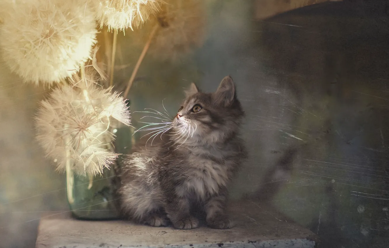 Photo wallpaper dandelion, texture, kitty, Yuriy Korotun