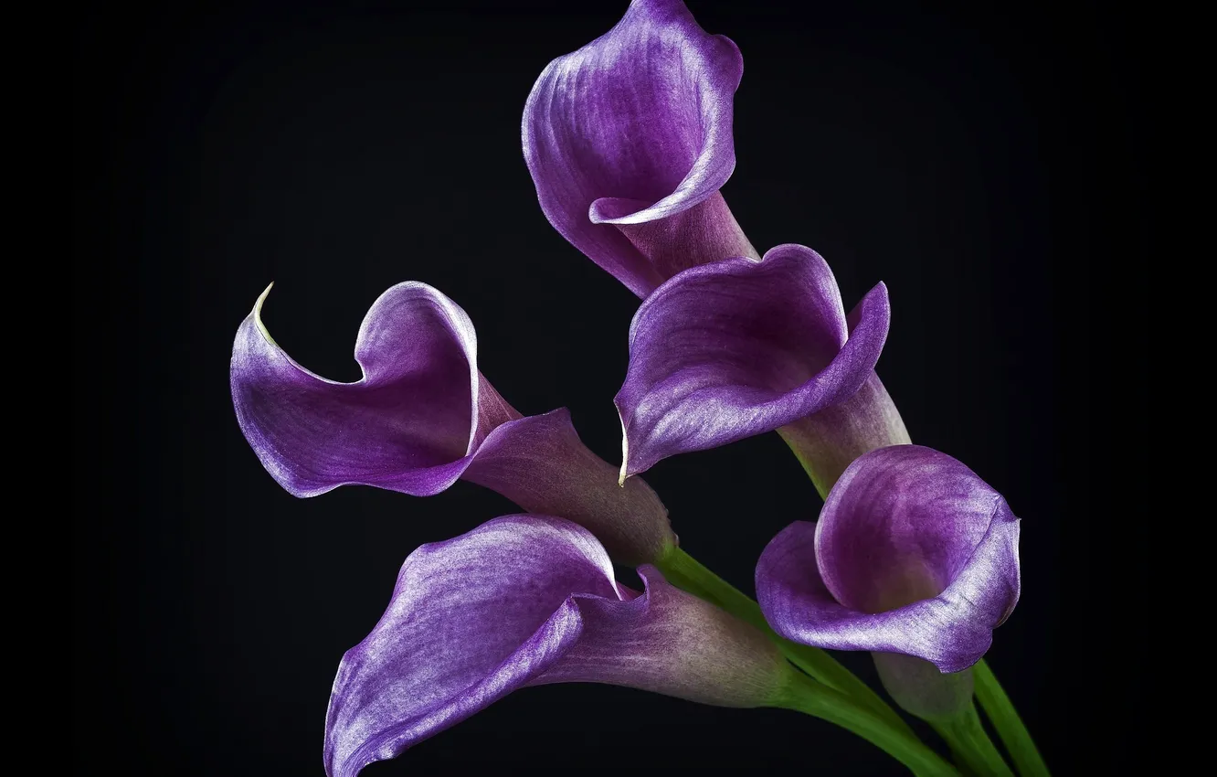 Photo wallpaper flowers, black background, Calla lilies, purple calla lilies