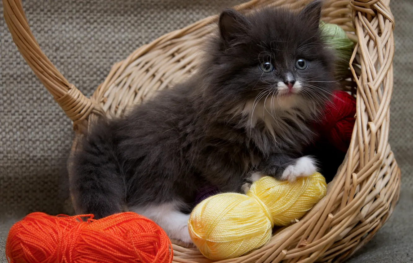 Photo wallpaper basket, fluffy, kitty, thread