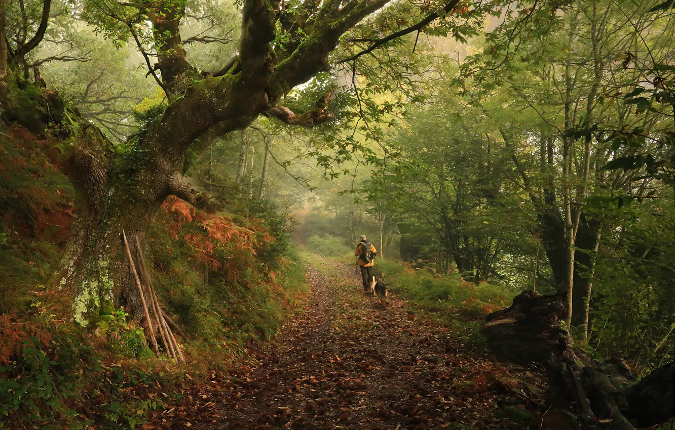 Photo wallpaper forest, dogs, trees, branches, nature, fog, people