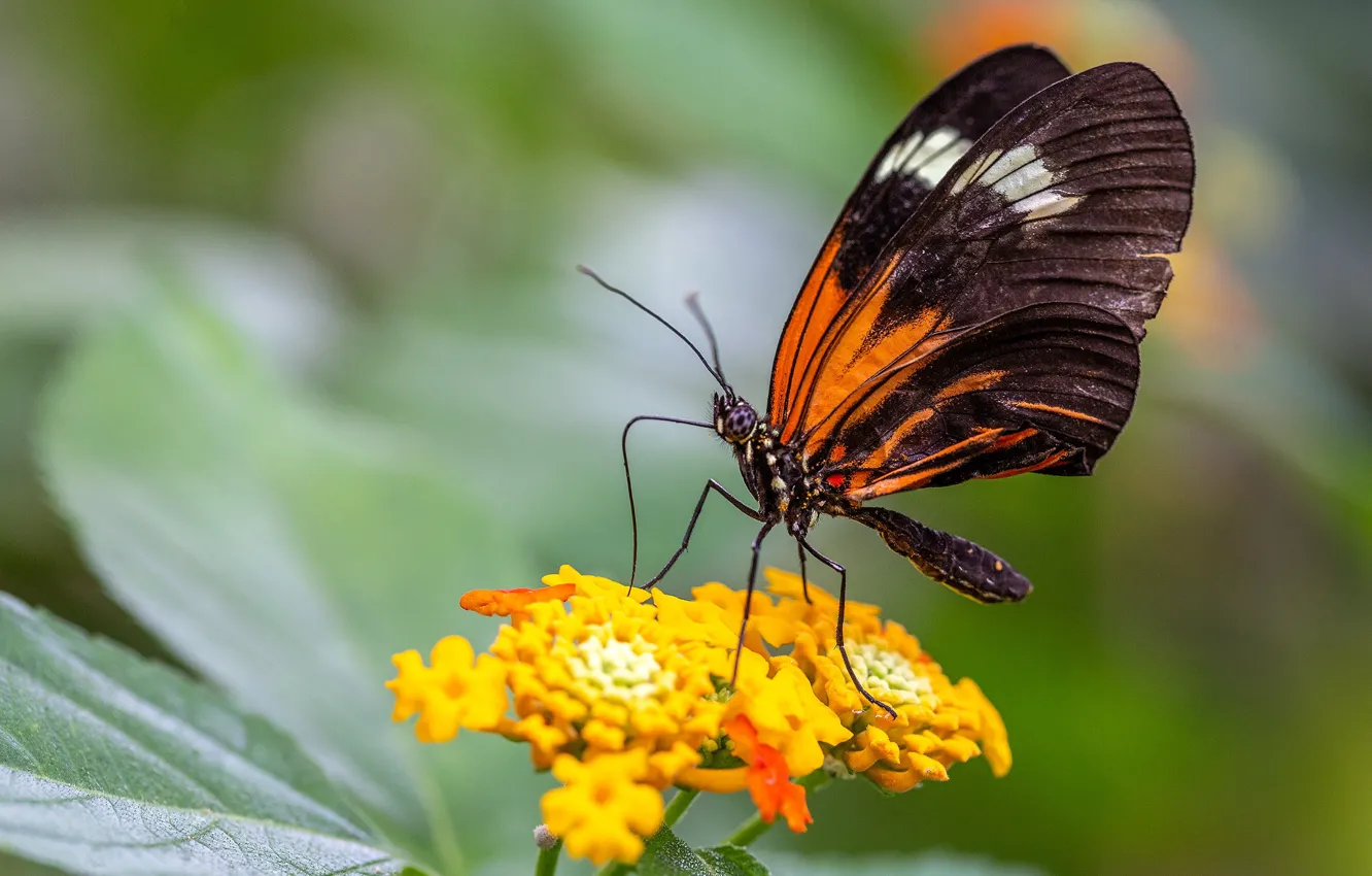 Photo wallpaper macro, flowers, orange, nature, butterfly, plant, insect, bokeh