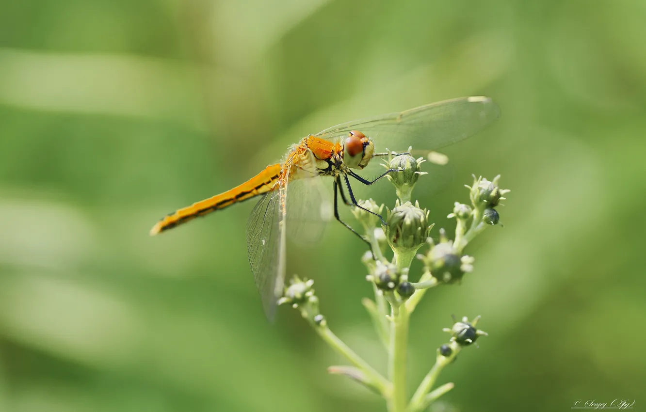 Photo wallpaper macro, nature, dragonfly