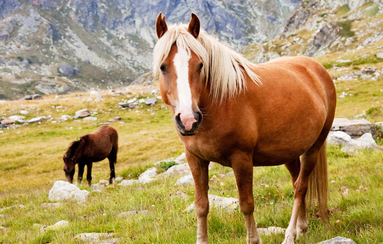 Photo wallpaper grass, mountains, stones, animal, horse, horse, Wallpaper from lolita777, grazing