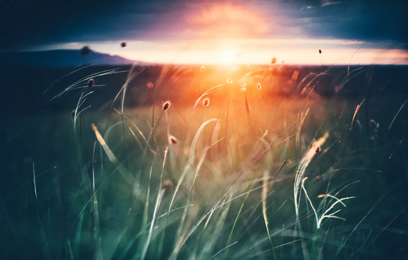 Photo wallpaper grass, the sun, sunset, nature, Crimea