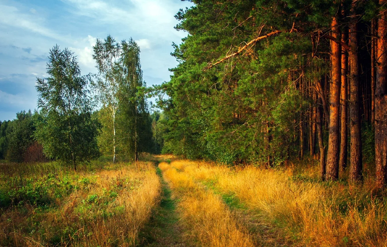 Photo wallpaper road, forest, the sky, clouds, trees, landscape, nature, plant