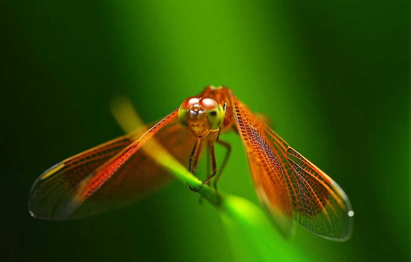 Photo wallpaper dragonfly, insect, red, a blade of grass