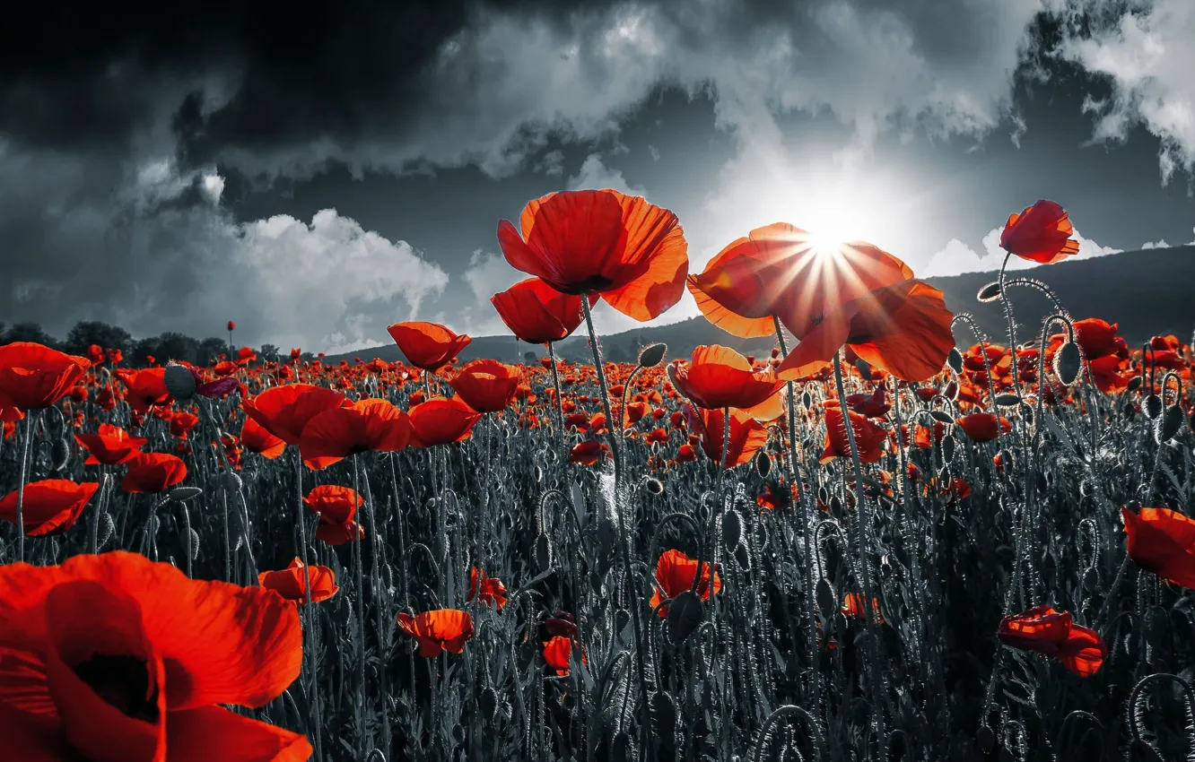 Photo wallpaper the sky, the sun, clouds, light, flowers, Maki, treatment, red