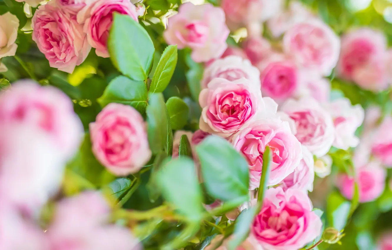 Photo wallpaper flowers, roses, pink