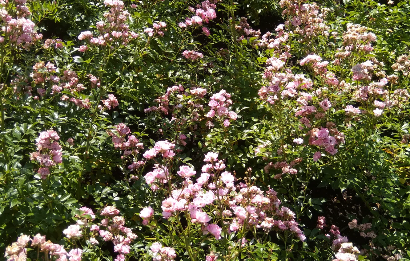 Photo wallpaper flowers, roses, flowers, pink flowers, rosette, pink roses, pink flowers, pink roses