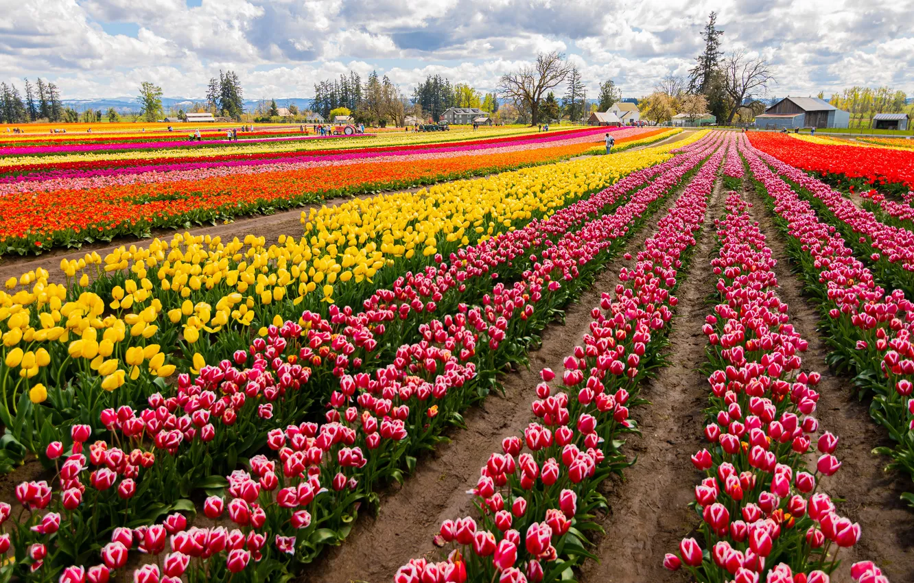 Photo wallpaper flowers, spring, dal, tulips, a number, plantation