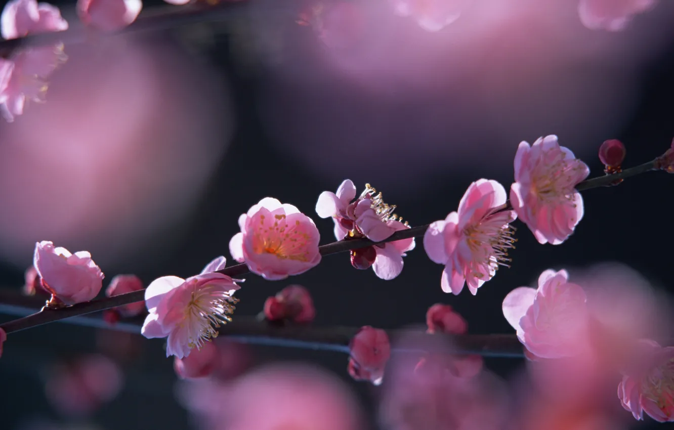 Photo wallpaper the sun, spring, flowering tree