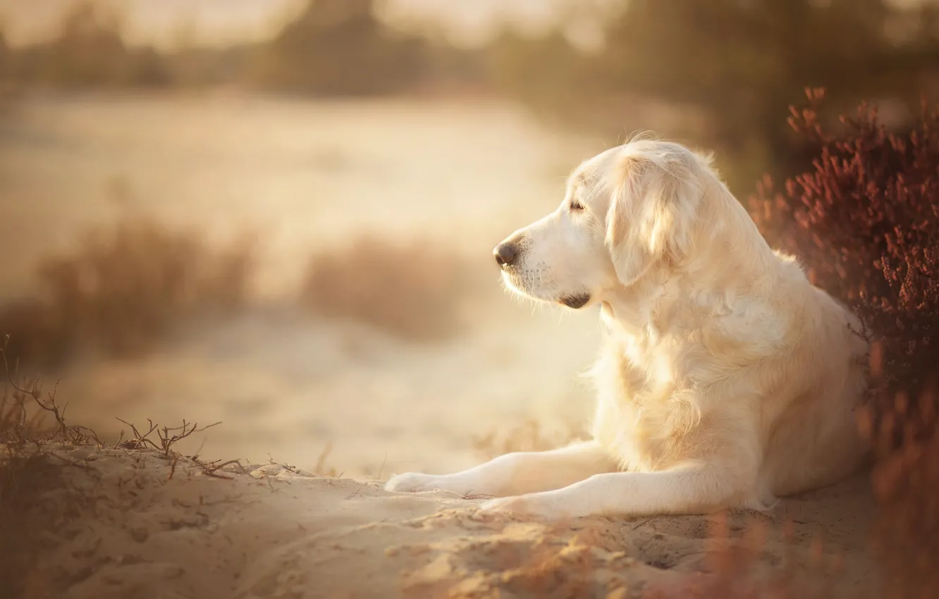 Photo wallpaper sand, dog, Golden Retriever, Golden Retriever
