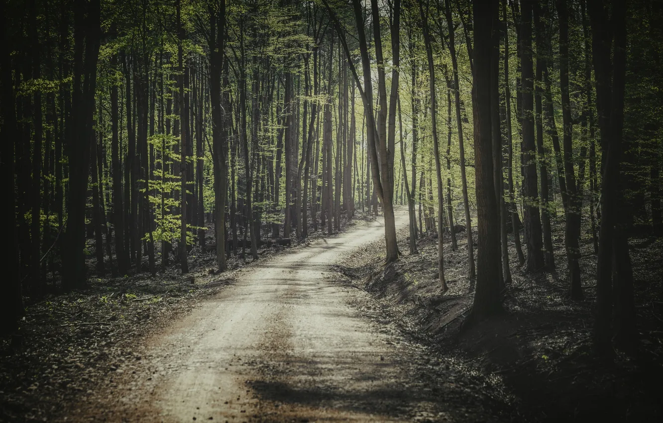 Photo wallpaper road, forest, light, trees