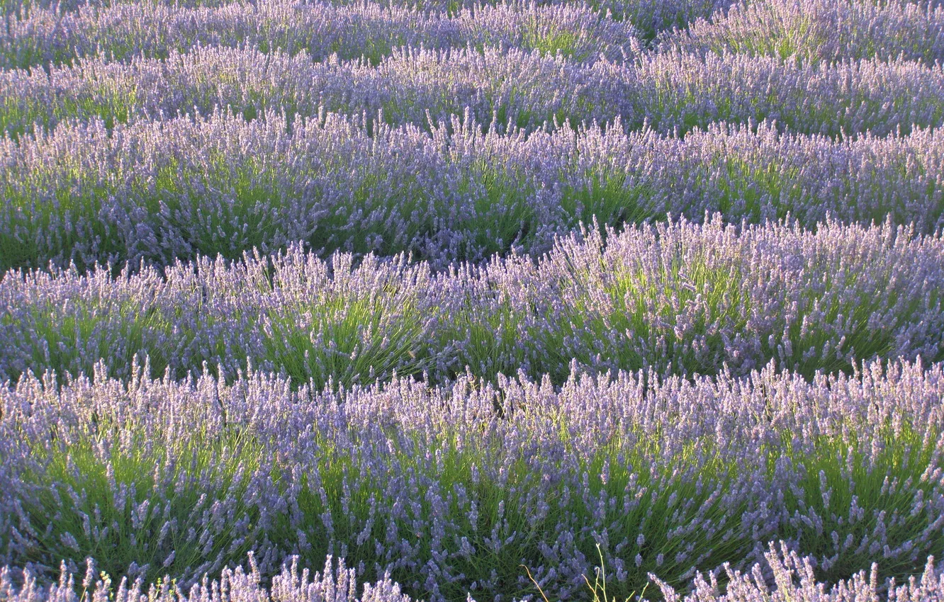 Photo wallpaper field, landscape, flowers, nature, lavender