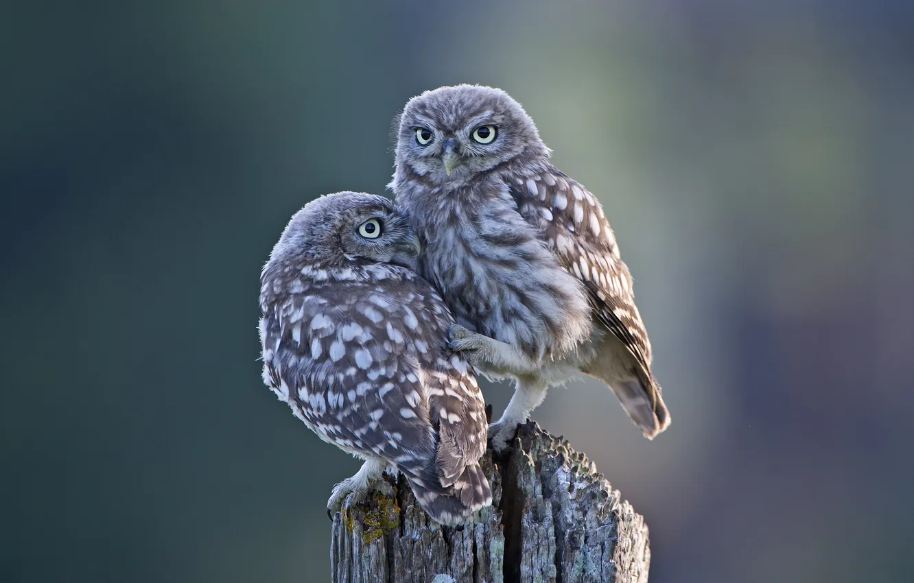 Photo wallpaper bird, stump, Chicks, owl