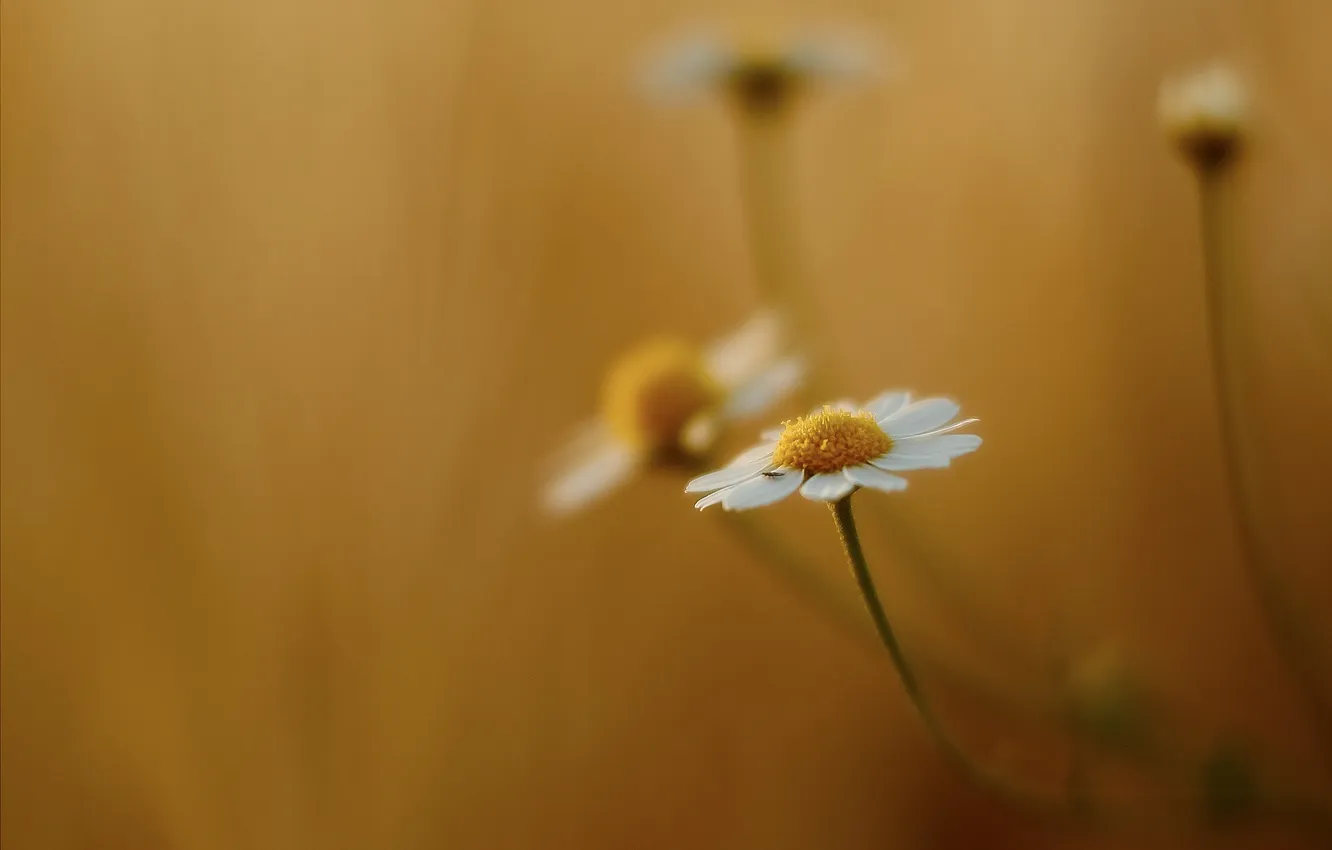 Photo wallpaper macro, background, chamomile, petals, stem