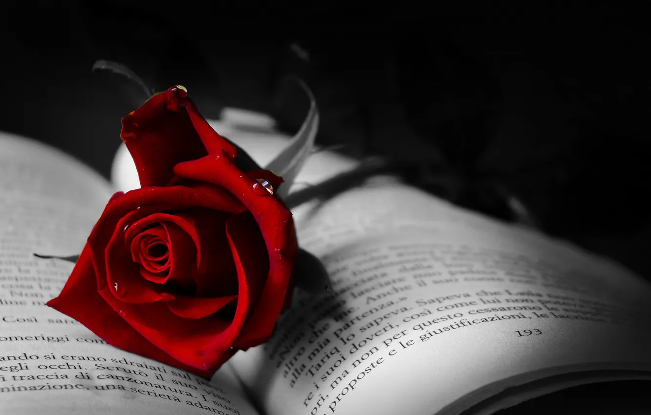 Photo wallpaper macro, roses, book