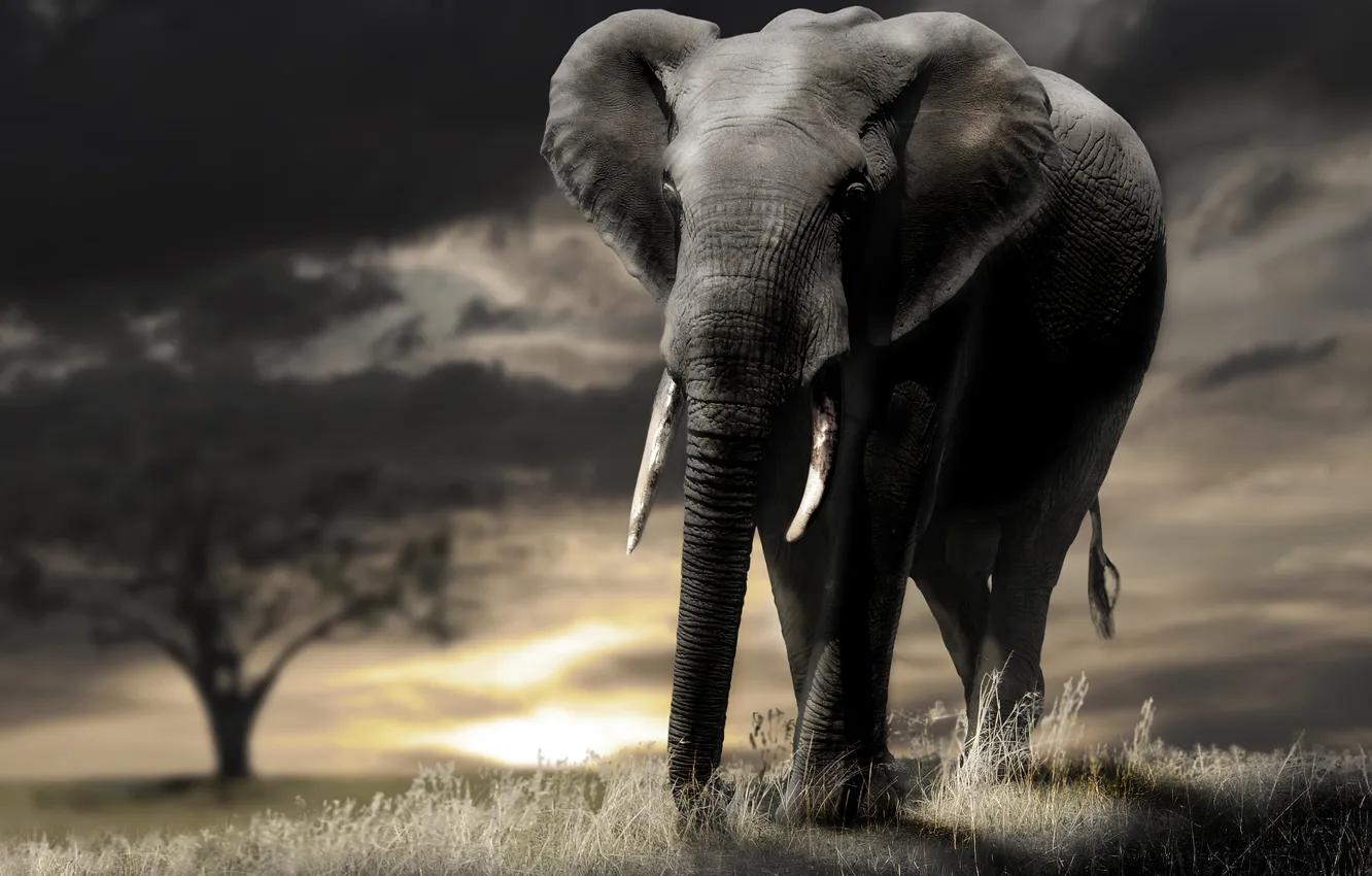 Photo wallpaper sunset, nature, elephant
