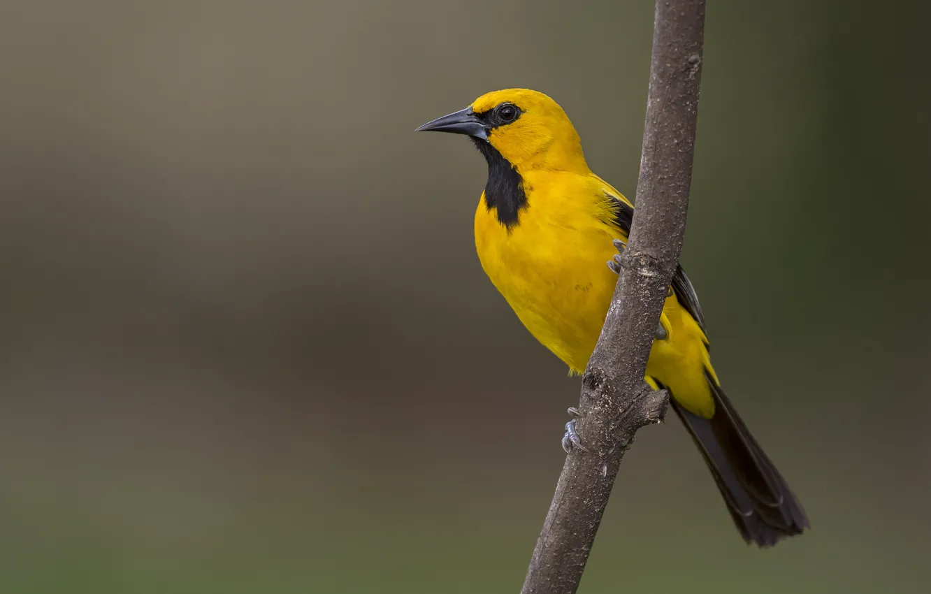 Photo wallpaper yellow, eyes, bird, branch, the yellow Oriole, wildlife