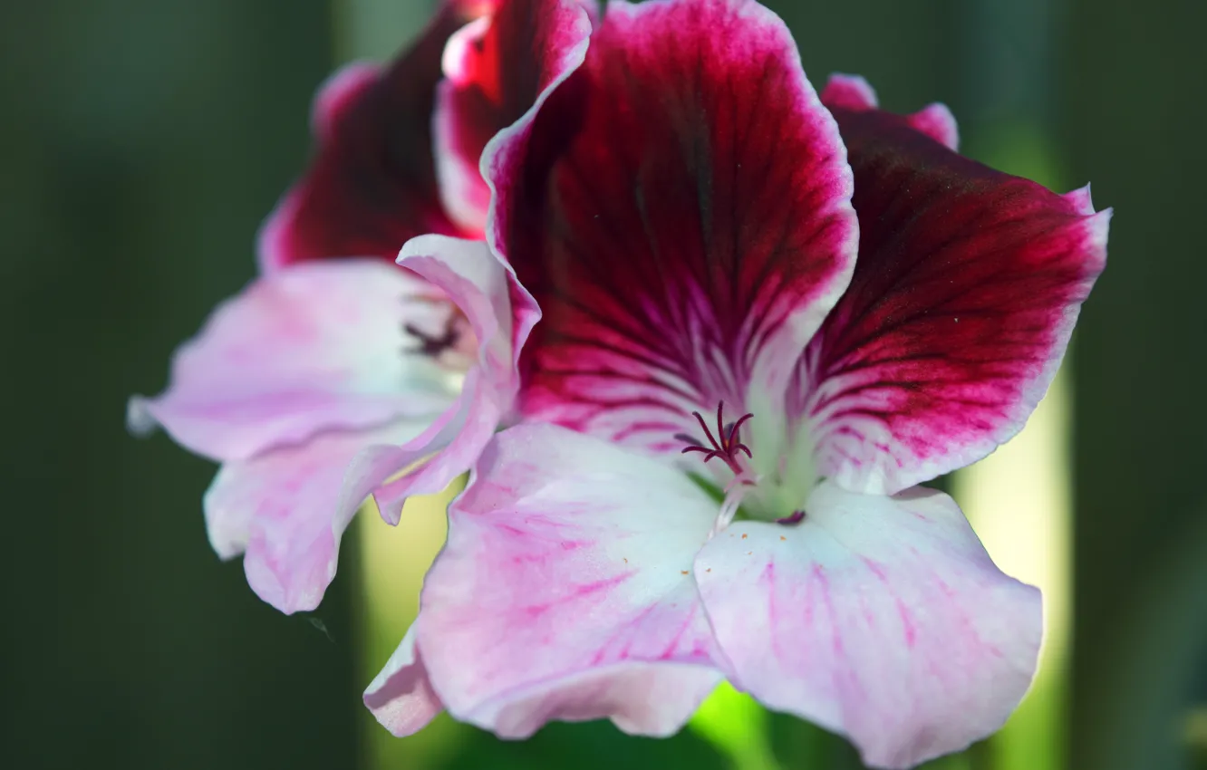Photo wallpaper flowers, pink, Burgundy, geranium